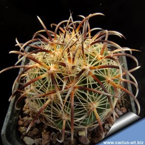 Coryphantha kracikii