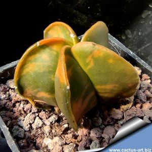 Astrophytum myriostigma "nudum variegatum"