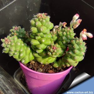 Monadenium ritchiei ssp. nymbayense (Euphorbia ritchiei subs. nyambensis)