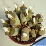 Lithops salicola C321 25km WNW of Petrusville