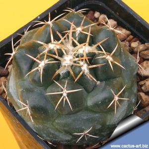 Coryphantha elephantidens