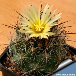 Coryphantha gladiispina SB711 Paila, Coah. Mexico