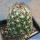 Coryphantha pseudonickelsae SB577 - Rodeo, Durango, Mexico