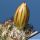 Coryphantha pseudonickelsae SB577 - Rodeo, Durango, Mexico