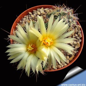 Coryphantha pseudonickelsae SB577 - Rodeo, Durango, Mexico