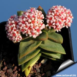 Crassula cv. SPRINGTIME