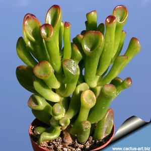 Crassula cv. GOLLUM (HOBBIT)