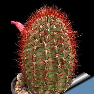 Denmoza rhodacantha