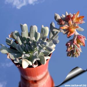 Echeveria runyonii cv. TOPSY TURVY