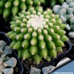 Echinocactus grusonii v. brevispinus (inermis)