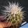 Echinocactus grusonii v. albispinus