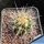 Echinocactus grusonii v. albispinus