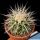 Echinocactus grusonii v. albispinus