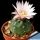 Echinocereus knippelianus