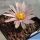 Echinocereus knippelianus