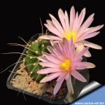 Echinocereus knippelianus