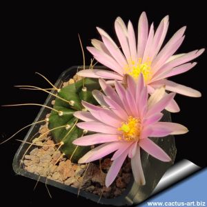 Echinocereus knippelianus