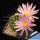 Echinocereus knippelianus