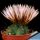 Echinocereus knippelianus