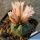 Echinocereus knippelianus v. kruegeri SB939 - Ascencion, Nuevo Leon, Mexico (thin curly sp)