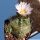 Echinocereus knippelianus v. kruegeri SB939 - Ascencion, Nuevo Leon, Mexico (thin curly sp)