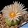 Echinocereus knippelianus v. kruegeri SB939 - Ascencion, Nuevo Leon, Mexico (thin curly sp)
