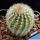 Echinocereus laui L780 El Trigo, Sonora, Mexico 1000-1300m