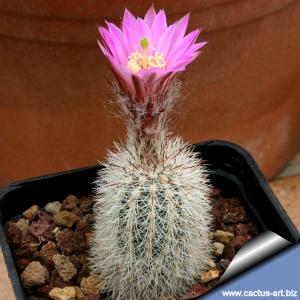 Echinocereus laui L780 El Trigo, Sonora, Mexico 1000-1300m