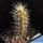 Echinocereus pensilis (syn: Morangaya pensilis)