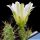 Echinocereus pentalophus var. procumbens "albiflorus" Nuevo Leon. Mexico