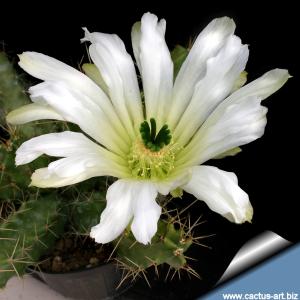 Echinocereus pentalophus var. procumbens "albiflorus" Nuevo Leon. Mexico