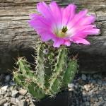 Echinocereus pentalophus v. procubens SB1083 Star. Co. TX. USA (mg.240.92)