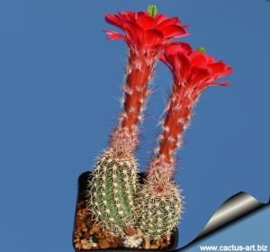 Echinocereus plomosus L768 Plomosos, Sinaloa, Mexico, 1000-1300m 