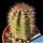 Echinocereus plomosus L768 Plomosos, Sinaloa, Mexico, 1000-1300m 