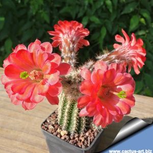 Echinocereus plomosus L768 Plomosos, Sinaloa, Mexico 1000-1300m Mexico