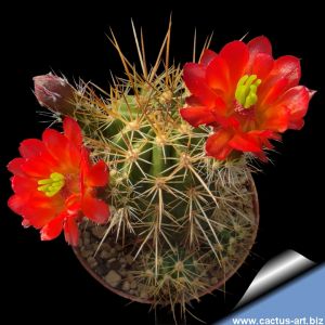 Echinocereus polyacanthus SB15 Cumbres de Majalca, Chihuahua, Mexico