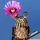 Echinocereus reichenbachii