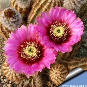 Echinocereus reichenbachii