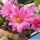 Echinocereus scheeri v. gentryi "cucumis"