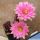Echinocereus scheeri v. gentryi "cucumis"