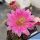 Echinocereus scheeri v. gentryi "cucumis"