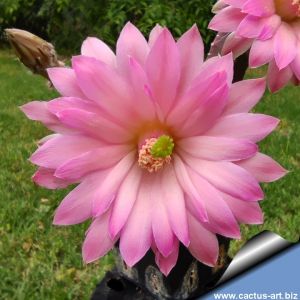 Echinocereus scheeri v. gentryi "cucumis"