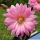 Echinocereus scheeri v. gentryi "cucumis"