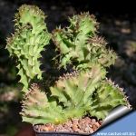 Huernia hystrix f. cristata