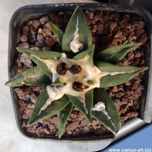 Ariocarpus hybrid elongatus x kotschoubeanus F2
