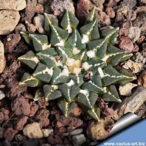 Ariocarpus kotschoubeanus