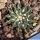 Ariocarpus kotschoubeanus
