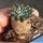 Ariocarpus kotschoubeanus