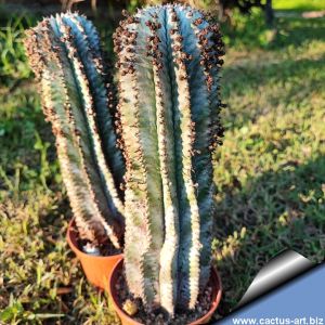 Euphorbia horrida hybrid