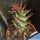 Euphorbia horrida hybrid "SPIRALIS"